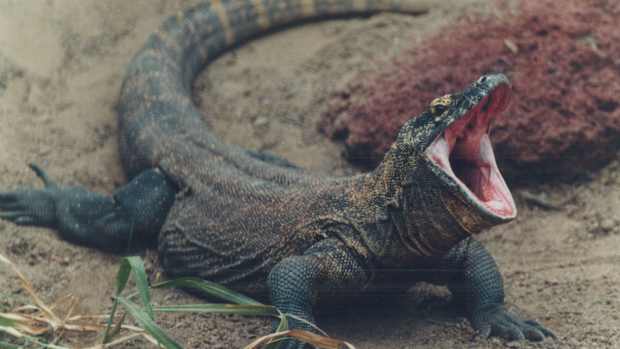 uab-komodo-dragon-new-stadium.jpg