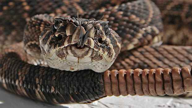 Snakes Alive top