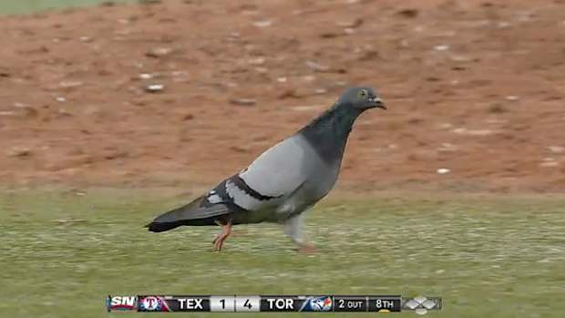 BlueJaysPiegons