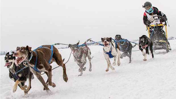 sled-dog-racing-960.jpg