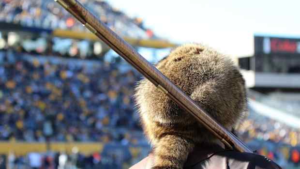 West Virginia University Mascot Tim Eades looking over Mountaineer Field.