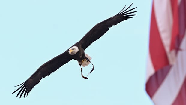 Sept. 09, 2022; Auburn, AL, USA; Indy flies before Football vs Mercer Todd Van Emst/AU Athletics