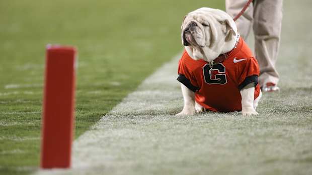 Nov 15, 2014; Athens, GA, USA; Georgia mascot UGA IX is shown on the field during their win over the Auburn Tigers at Sanford Stadium. Georgia won 34-7. Mandatory Credit: Jason Getz-USA TODAY Sports
