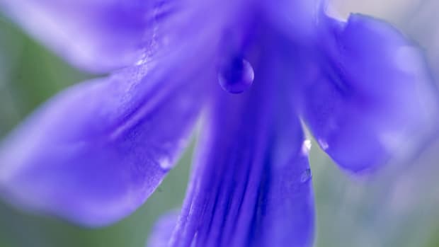 Rain drops from an evening shower hang in balance on a flower bloom in Fort Myers on Sunday, June 25, 2023. Photographed with a macro lens.  