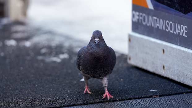 A pigeon in Cincinnati on Dec. 14, 2023.