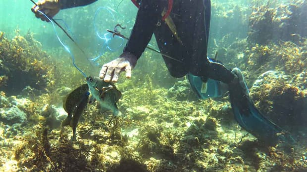 Spearfishing