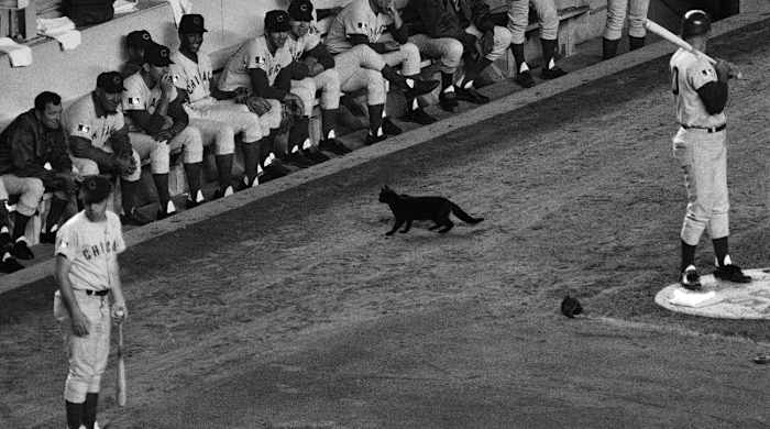 cubs-black-cat-lead.jpg