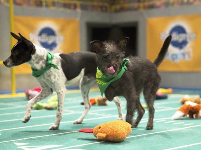 puppy_bowl_lucky_and_ricky.jpg