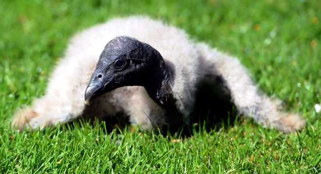 A baby condor.
