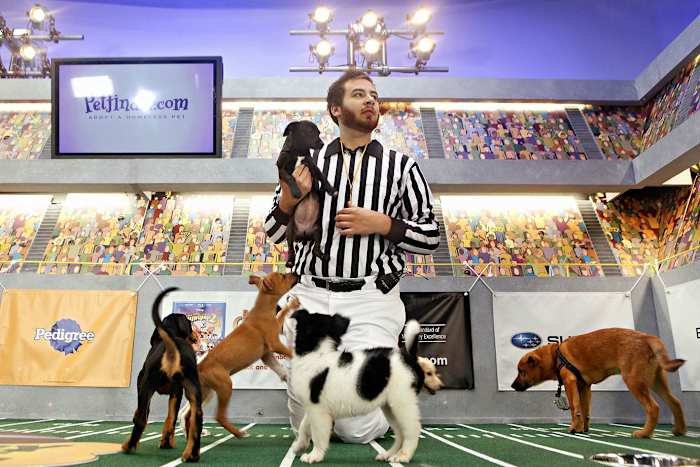 Puppy-Bowl-VII-Andrew-L-Schecter.jpg