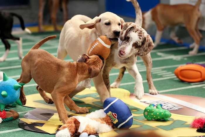 Puppy-Bowl-X(1).jpg