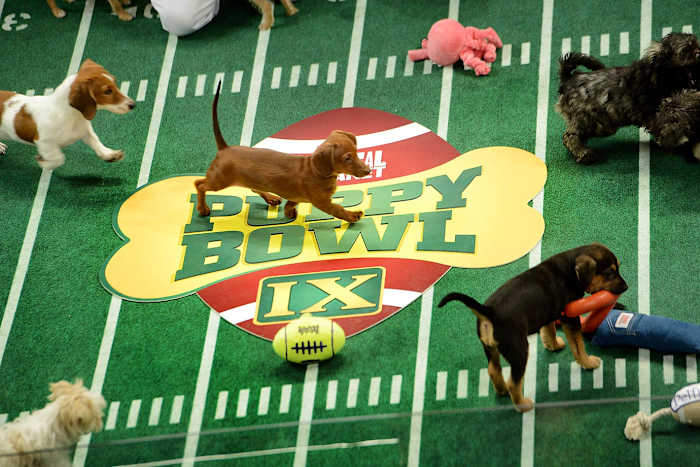 Puppy-Bowl-IX160313894.jpg