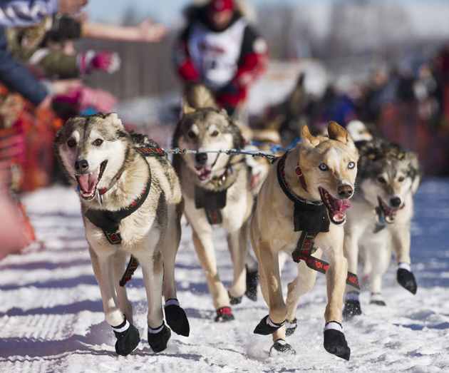 Zirkle's team runs across Willow Lake during the 2014 Iditarod.