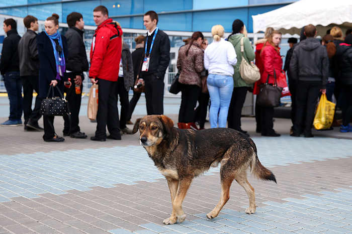 sochi-olympics-stray-dogs-466914885.jpg