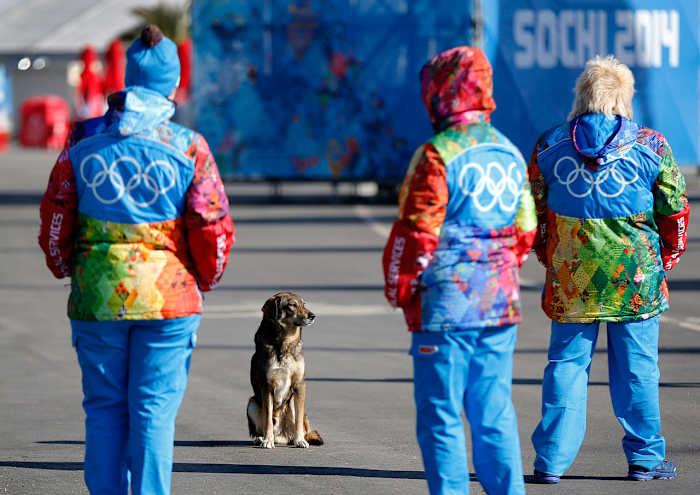 sochi-olympics-stray-dogs-ac1d84eabc5c4094bb871b68692e03fb-0.jpg