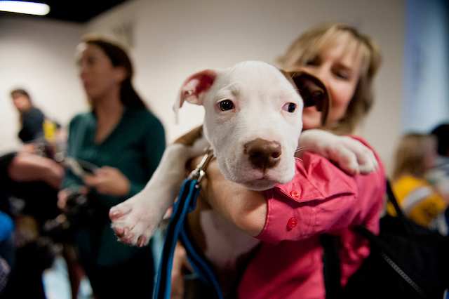 Puppy Bowl Bronte.jpg