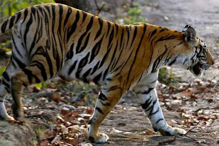 larry-fitzgerald-travelogue-11