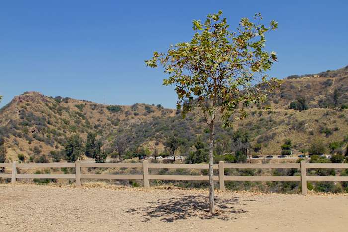 The tree planted in honor of Garrett Reid.
