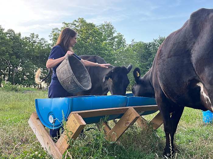 Katie O’Neal tends to her cows