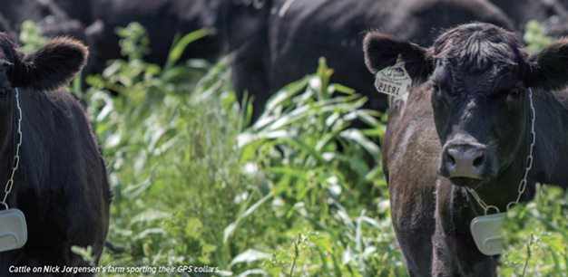 Cattle image RESIZED