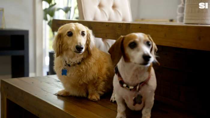 Jodi Ewart Shadoff’s dogs