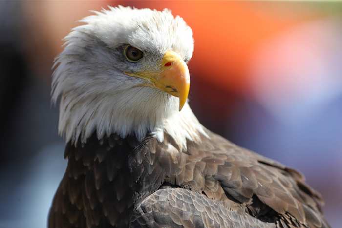 Auburn Eagle Indy vs Missouri.