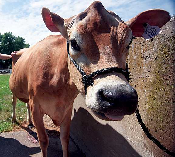 A Jersey cow like the one that walked on the field at Mississippi State