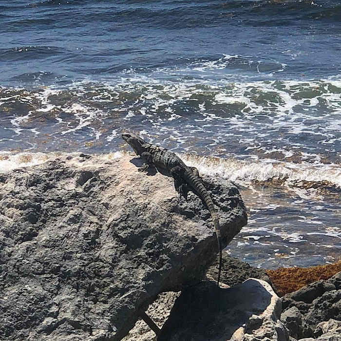 Image placeholder title