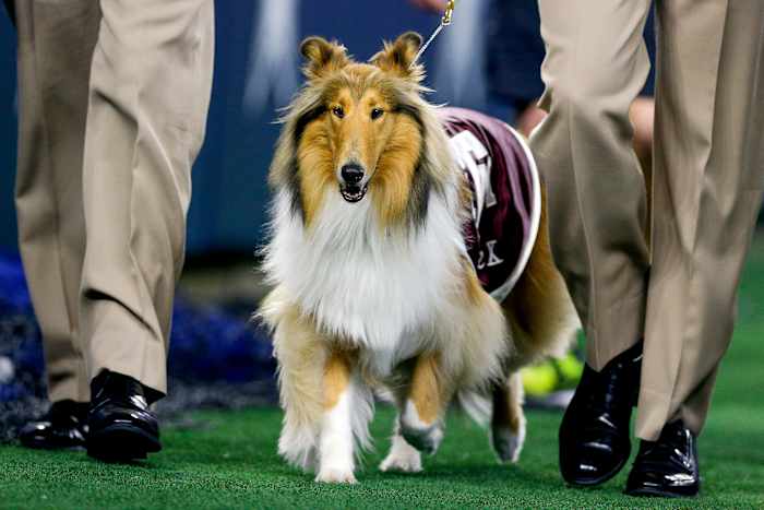 Sep 24, 2022; Arlington, Texas, USA; Texas A&M Aggies mascot Reveille on the sidelines during a game against the Arkansas Razorbacks at AT&T Stadium. Mandatory Credit: Andrew Dieb-USA TODAY Sports