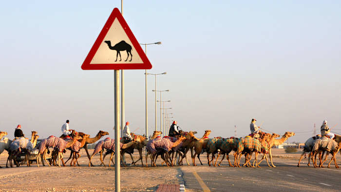 Camels crossing the road in Al Shahaniyah, Qatar.