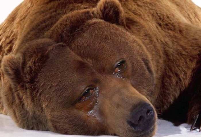 The best thing in all of college sports - Baylor Tears!