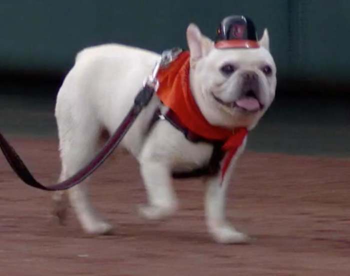 oriolesdogimage6.png