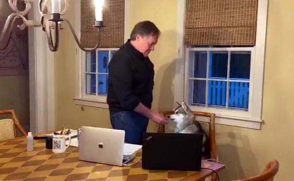 Patriots - Belichick Draft Dog