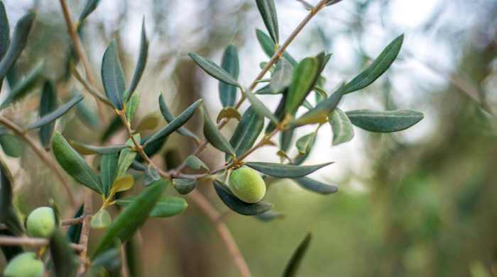 Best Olive Leaf Extract Supplements _hero