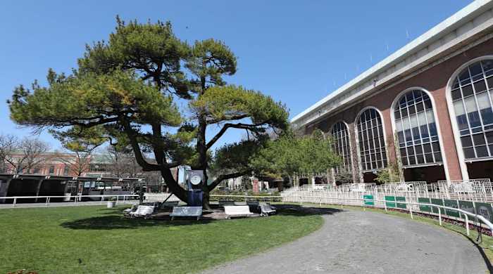 The majestic tree in the paddock area, that is part of the logo for Belmont Park in Queens, April 29, 2022.