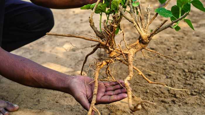 A man holding an ashwagandha plant in both hands, displaying the root, stem and leaves which can all be used to create ashwagandha supplements