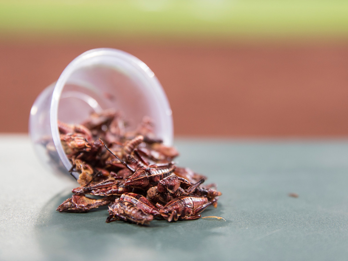 mariners-grasshoppers-nineinnings.jpg