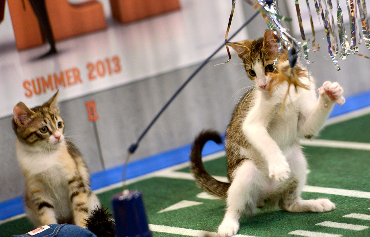 Puppy-Bowl-IX-halftime-457508385.jpg