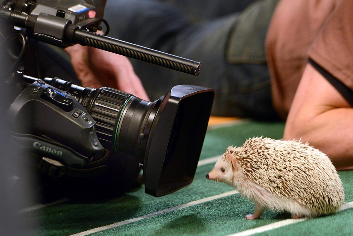 Puppy-Bowl-IX-160313870.jpg