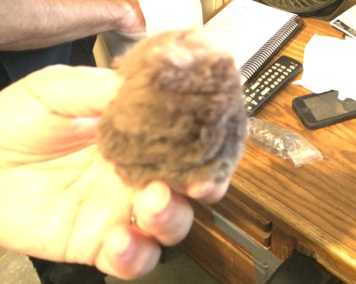 Trainer Bob Baffert holds one of the earplugs worn by Kentucky Derby winner American Pharoah.