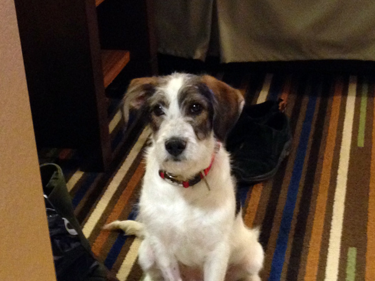 Keven-Shattenkirk-parents-dog-Sochi-Junior-IMG_0322.jpg