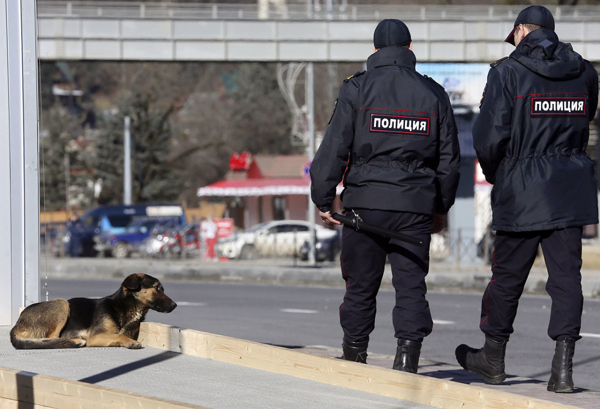 sochi-olympics-stray-dogs-e1e90287b79c4857b43e785b0b025982-0.jpg