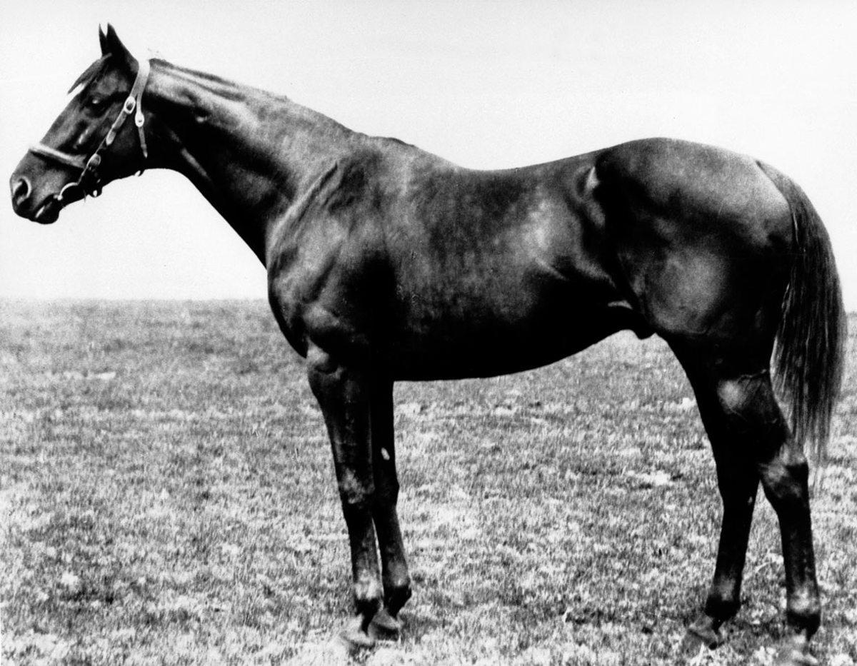 1919-Sir-Barton.jpg